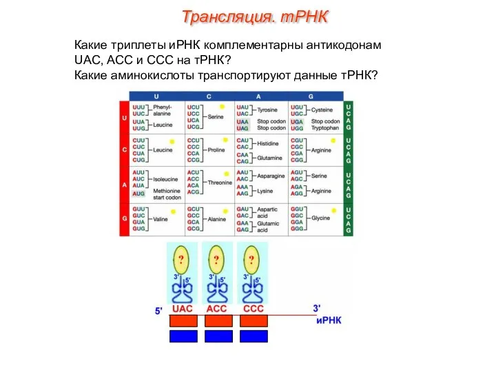 Какие триплеты иРНК комплементарны антикодонам UAC, ACC и CCC на тРНК?