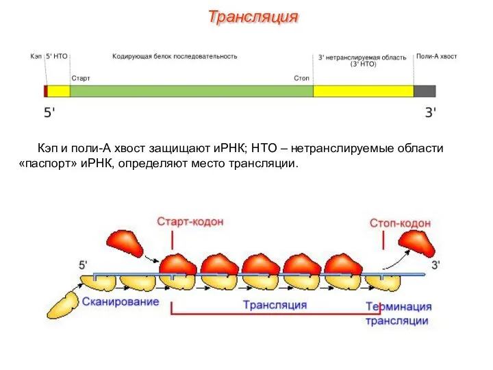 Кэп и поли-А хвост защищают иРНК; НТО – нетранслируемые области «паспорт» иРНК, определяют место трансляции. Трансляция