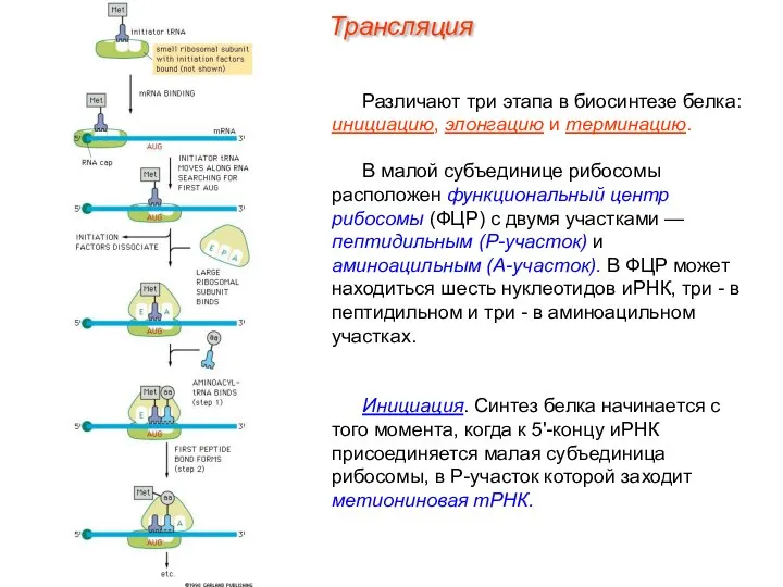 Различают три этапа в биосинтезе белка: инициацию, элонгацию и терминацию. В