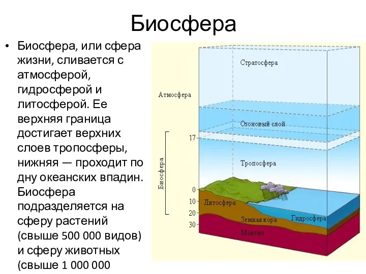 Биосфера Биосфера, или сфера жизни, сливается с атмосферой, гидросферой и литосферой.