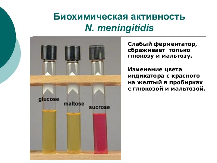 Биохимическая активность N. meningitidis Слабый ферментатор, сбраживает только глюкозу и мальтозу.