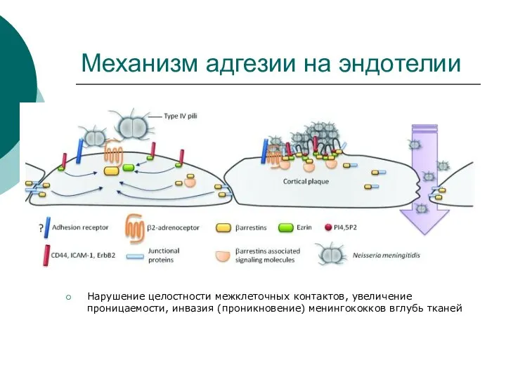 Механизм адгезии на эндотелии Нарушение целостности межклеточных контактов, увеличение проницаемости, инвазия (проникновение) менингококков вглубь тканей