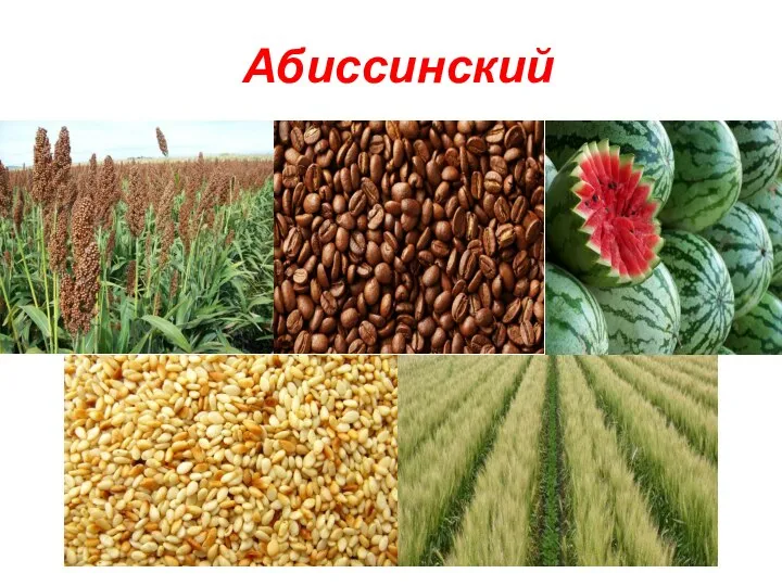 Абиссинский