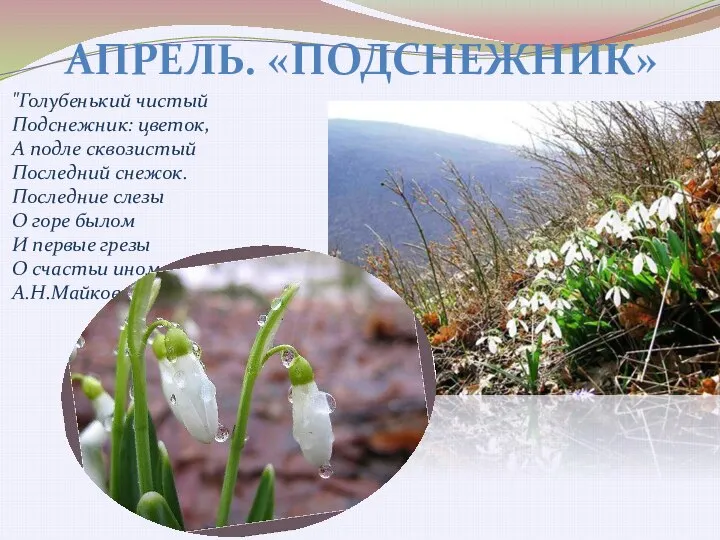 АПРЕЛЬ. «ПОДСНЕЖНИК» "Голубенький чистый Подснежник: цветок, А подле сквозистый Последний снежок.