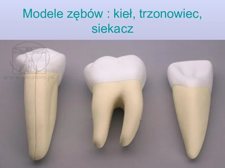 Modele zębów : kieł, trzonowiec, siekacz