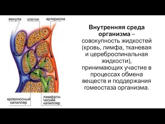 Внутренняя среда организма – совокупность жидкостей (кровь, лимфа, тканевая и цереброспинальная