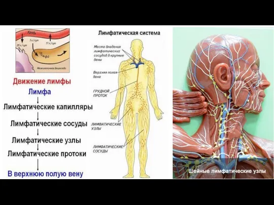 Лимфатическая система человека