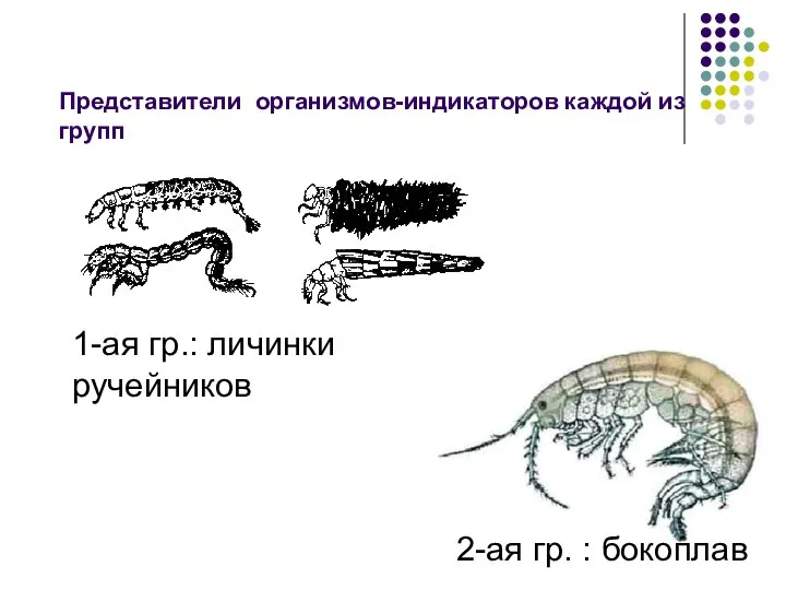 Представители организмов-индикаторов каждой из групп 1-ая гр.: личинки ручейников 2-ая гр. : бокоплав