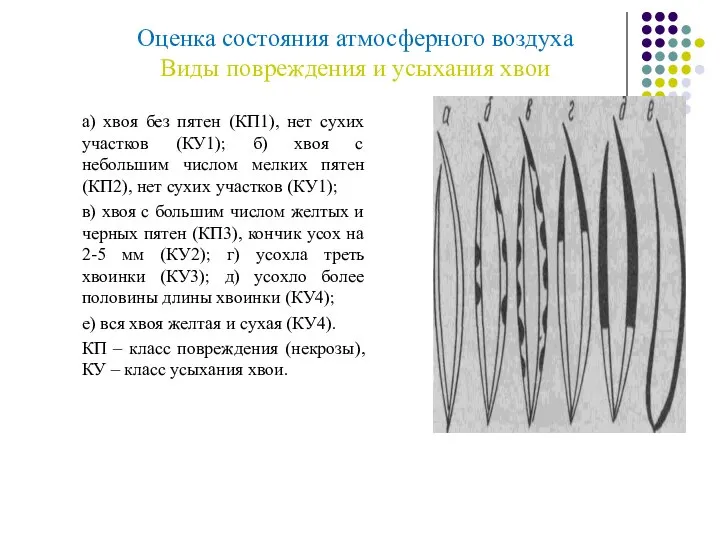 Оценка состояния атмосферного воздуха Виды повреждения и усыхания хвои а) хвоя