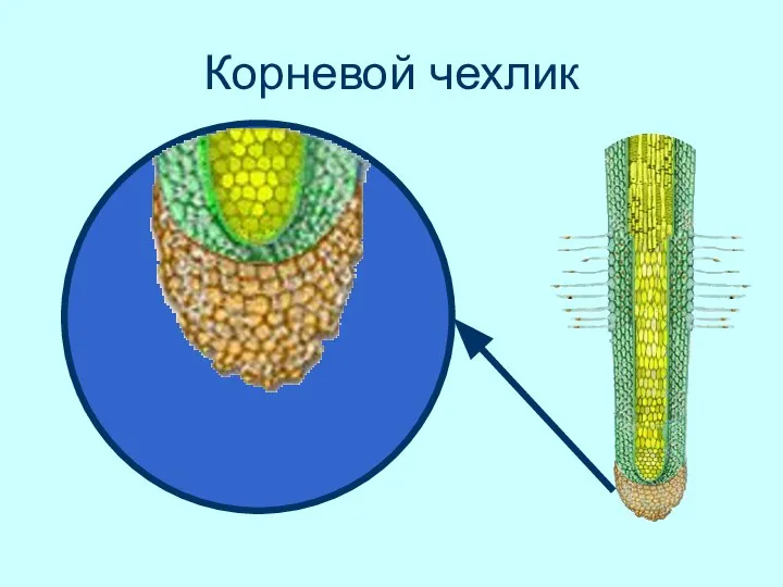 Корневой чехлик