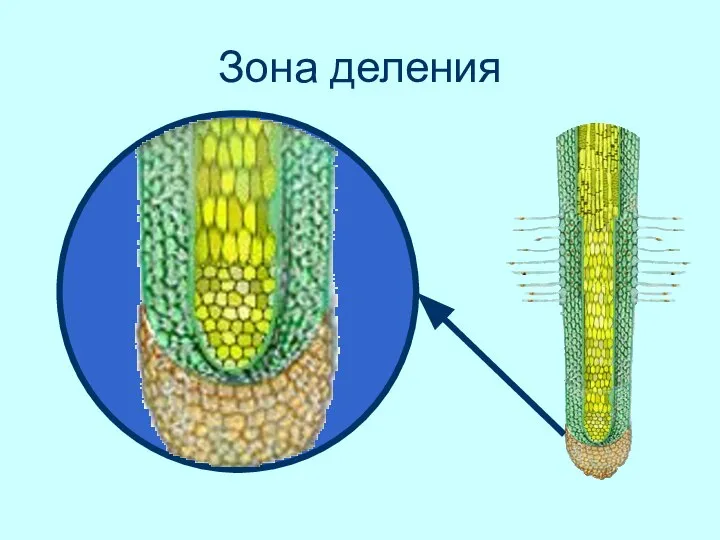 Зона деления