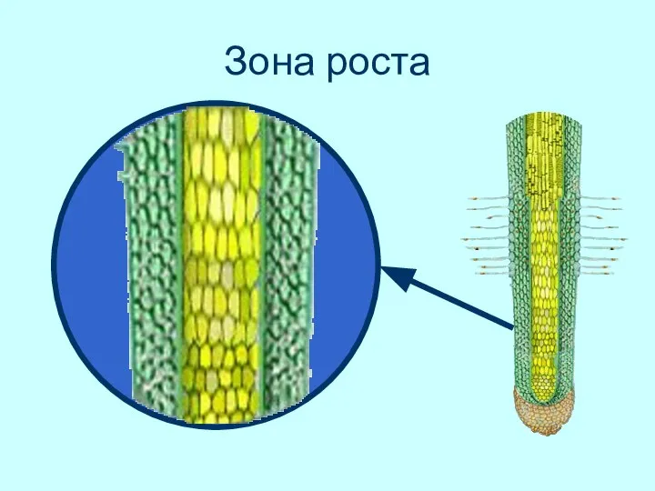 Зона роста