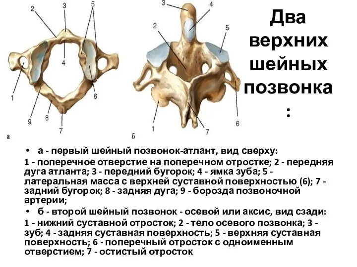 Два верхних шейных позвонка: а - первый шейный позвонок-атлант, вид сверху: