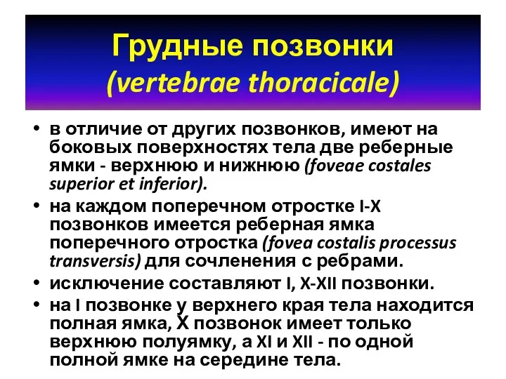 Грудные позвонки (vertebrae thoracicale) в отличие от других позвонков, имеют на