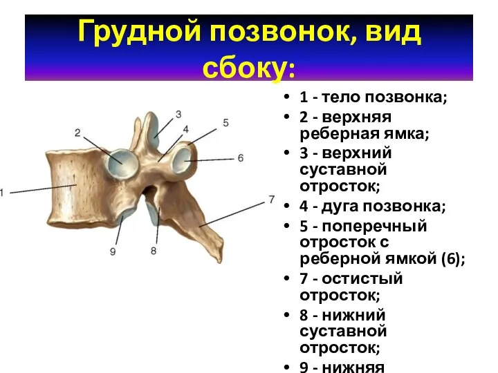 Грудной позвонок, вид сбоку: 1 - тело позвонка; 2 - верхняя