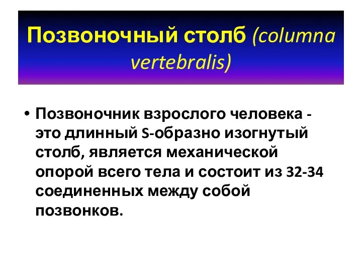 Позвоночный столб (columna vertebralis) Позвоночник взрослого человека - это длинный S-образно