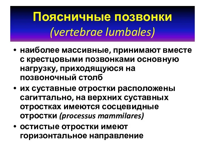 Поясничные позвонки (vertebrae lumbales) наиболее массивные, принимают вместе с крестцовыми позвонками