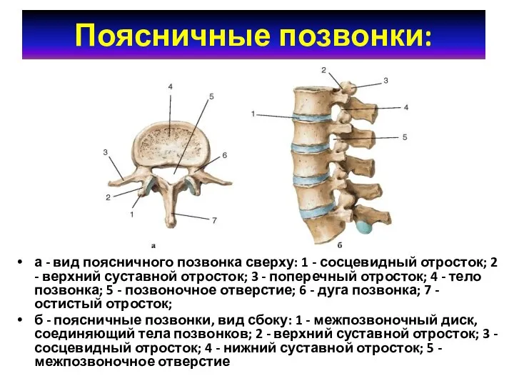 Поясничные позвонки: а - вид поясничного позвонка сверху: 1 - сосцевидный