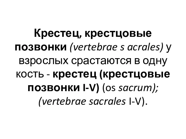 Крестец, крестцовые позвонки (vertebrae s acrales) у взрослых срастаются в одну