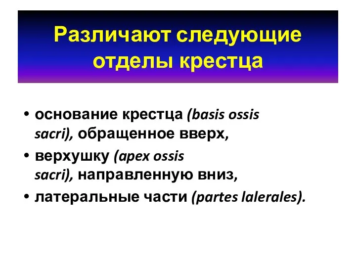 Различают следующие отделы крестца основание крестца (basis ossis sacri), обращенное вверх,