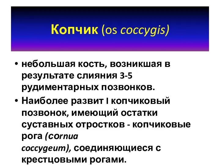 Копчик (os coccygis) небольшая кость, возникшая в результате слияния 3-5 рудиментарных