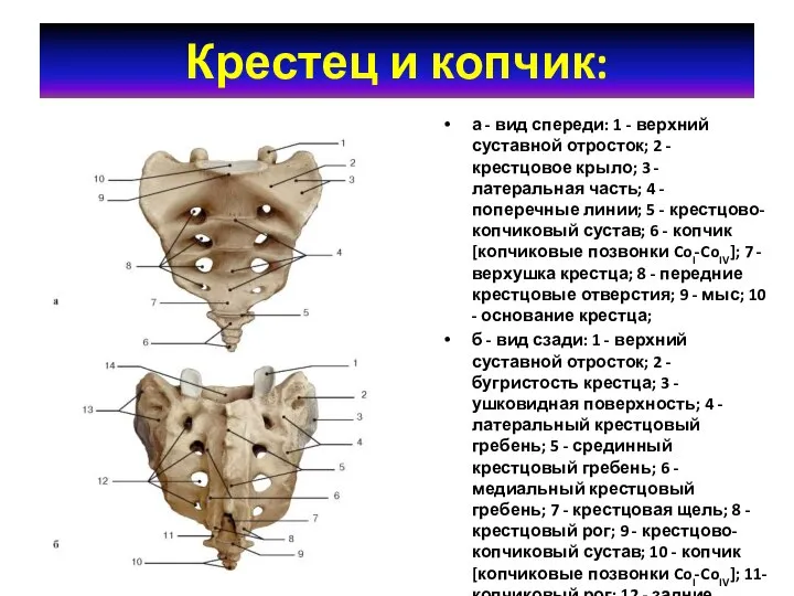 Крестец и копчик: а - вид спереди: 1 - верхний суставной