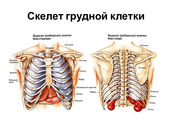 Скелет грудной клетки