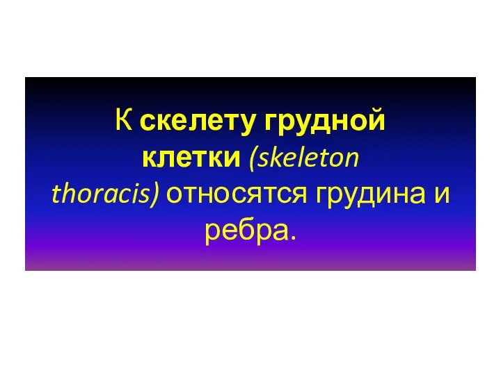 К скелету грудной клетки (skeleton thoracis) относятся грудина и ребра.