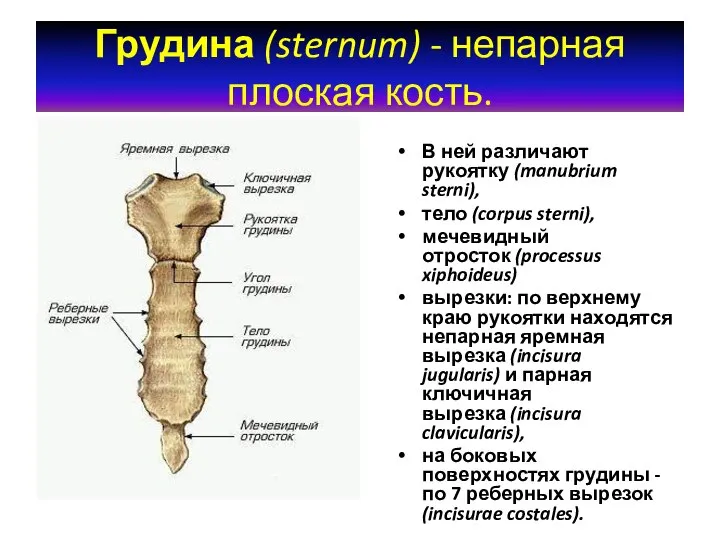 Грудина (sternum) - непарная плоская кость. В ней различают рукоятку (manubrium