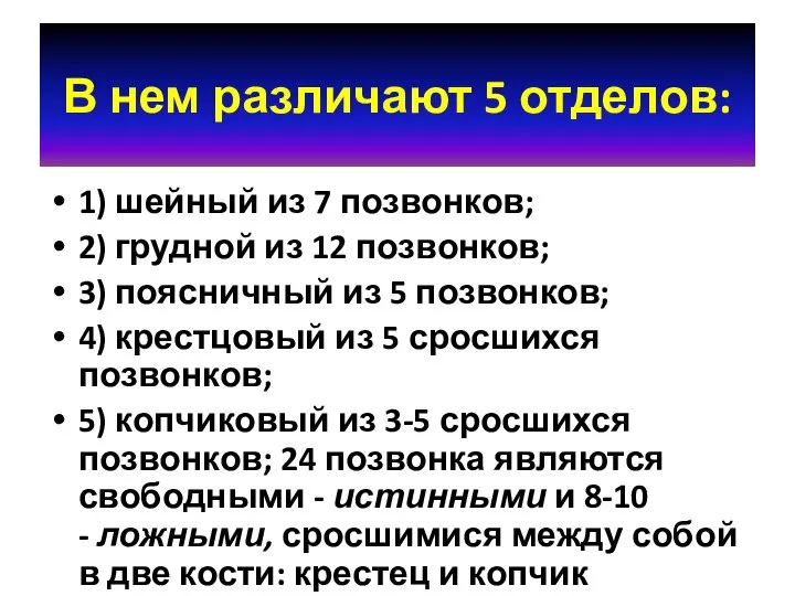 В нем различают 5 отделов: 1) шейный из 7 позвонков; 2)