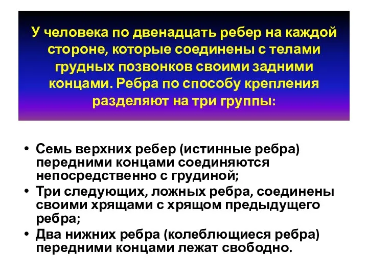 У человека по двенадцать ребер на каждой стороне, которые соединены с