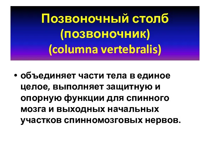 Позвоночный столб (позвоночник) (columna vertebralis) объединяет части тела в единое целое,