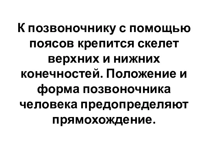 К позвоночнику с помощью поясов крепится скелет верхних и нижних конечностей.