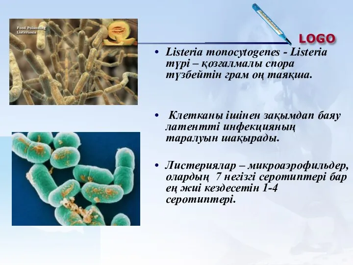 Listeria monocytogenes - Listeria түрі – қозғалмалы спора түзбейтін грам оң