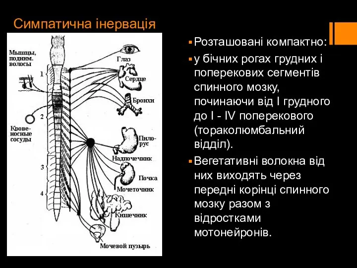 Симпатична інервація Розташовані компактно: у бічних рогах грудних і поперекових сегментів