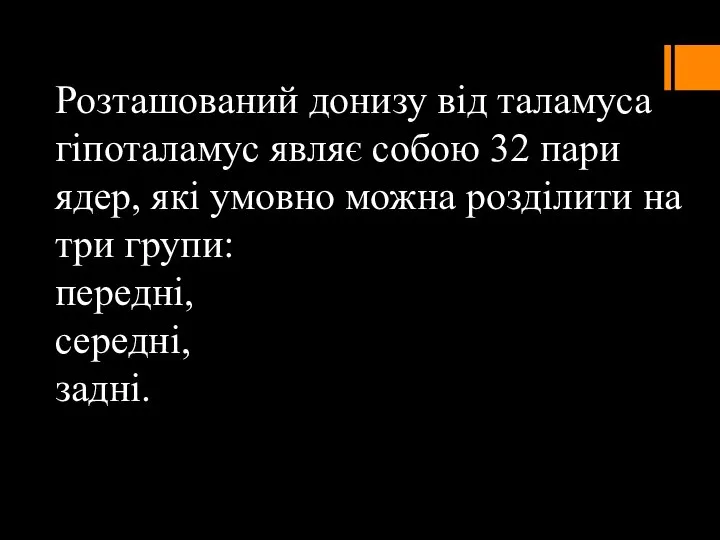 Розташований донизу від таламуса гіпоталамус являє собою 32 пари ядер, які