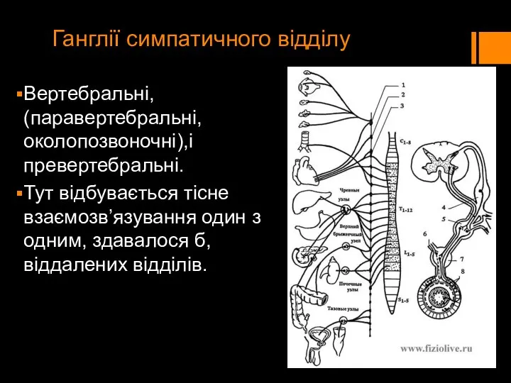 Ганглії симпатичного відділу Вертебральні, (паравертебральні, околопозвоночні),і превертебральні. Тут відбувається тісне взаємозв’язування