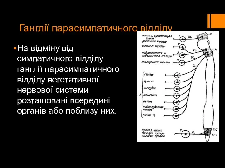 Ганглії парасимпатичного відділу На відміну від симпатичного відділу ганглії парасимпатичного відділу