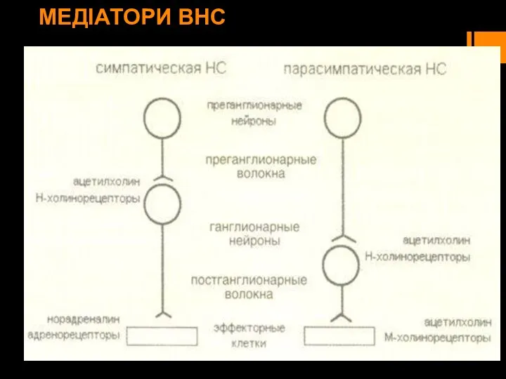 МЕДІАТОРИ ВНС