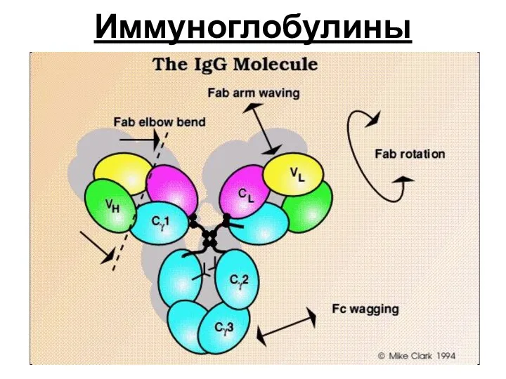 Иммуноглобулины