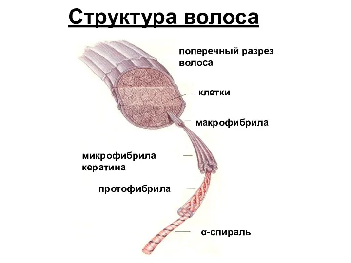 клетки поперечный разрез волоса макрофибрила микрофибрила кератина протофибрила α-спираль Структура волоса