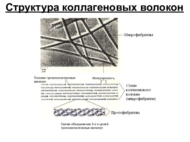 Исчерченность Головки тропоколлагеновых молекул Схема объединения 3-х х-цепей тропоколлагеновых молекул Структура