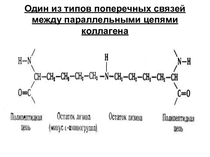 Один из типов поперечных связей между параллельными цепями коллагена