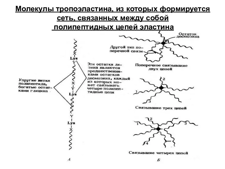 Молекулы тропоэластина, из которых формируется сеть, связанных между собой полипептидных цепей эластина