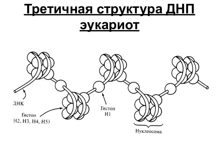 Третичная структура ДНП эукариот