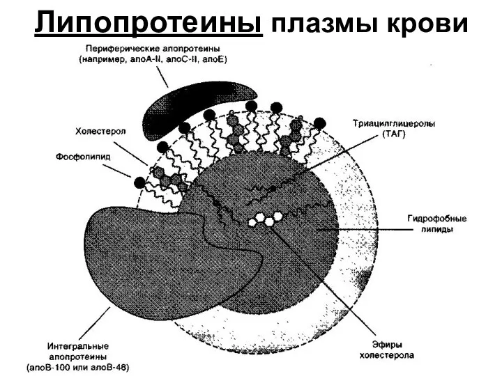 Липопротеины плазмы крови