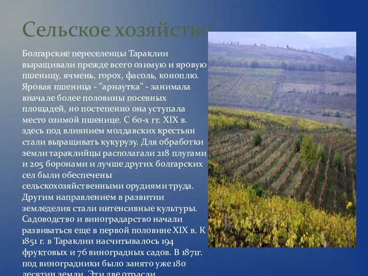 Болгарские переселенцы Тараклии выращивали прежде всего озимую и яровую пшеницу, ячмень,
