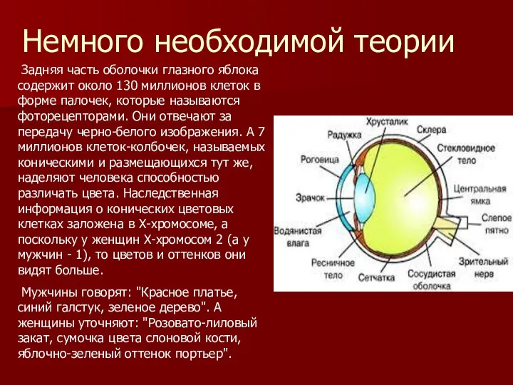 Задняя часть оболочки глазного яблока содержит около 130 миллионов клеток в