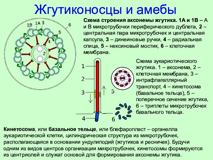 Жгутиконосцы и амебы Схема строения аксонемы жгутика. 1A и 1B –