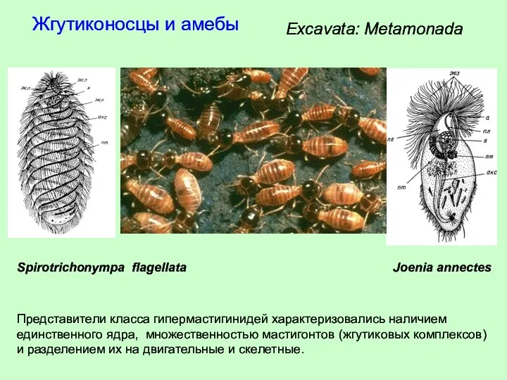 Жгутиконосцы и амебы Excavata: Metamonada Представители класса гипермастигинидей характеризовались наличием единственного